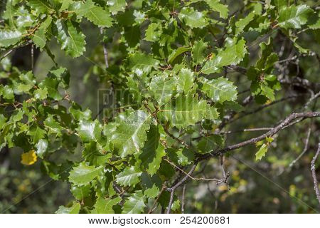 Foliage Of Gall Oak, Quercus Faginea. Photo Taken In Guadalajara Province, Spain.