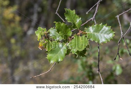 Foliage Of Gall Oak, Quercus Faginea. Photo Taken In Guadalajara Province, Spain.