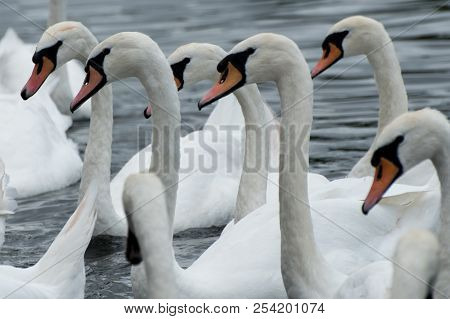 A Bevy Of Swans Form By The Towpath At Kingston Upon Thames To Receive Food
