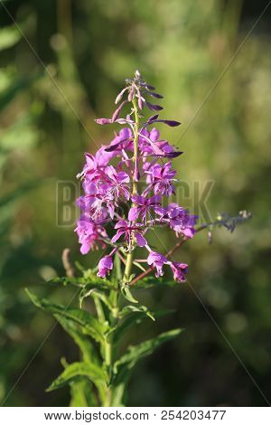 Blooming Willow-herb In The Field. Flowers Ivan Tea, Also Called: Fireweed, Epilobium. Selective Foc