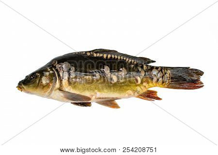 Common Carp. Cyprinus Carpio. Isolated On White