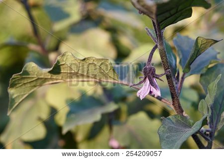 Eggplant Or Aubergine Blossom, Close Up View