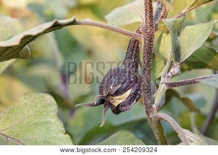 Eggplant Or Aubergine Blossom, Close Up View