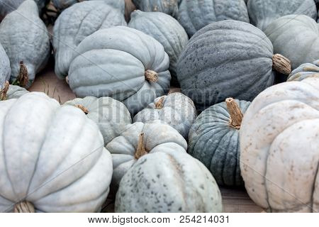 Lots Of Grey And Blue Bleu De Hongrie Pumpkins, Nice Squash To Fry And Roast