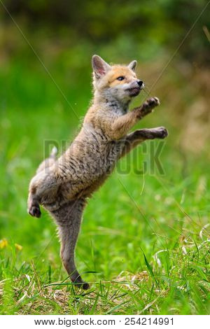 Jumping Red Fox, Vulpes Vulpes, Wildlife Scene From Europe. Orange Fur Coat Animal In The Nature Hab