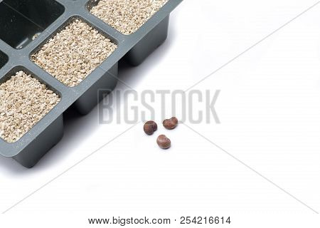 Baobab Seed, Typical Tree Of Madagascar And Africa