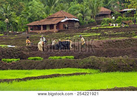 Konkan, Maharashtra, India, June 2012, Farmers Working In Farm During Monsoon Season