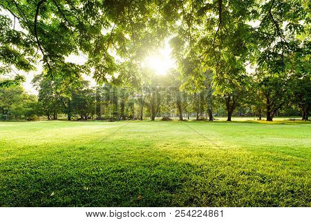 Beautiful Landscape In Park With Tree And Green Grass Field At Morning.
