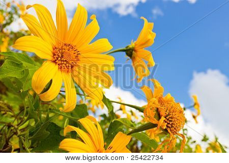 Weed girasol mexicano