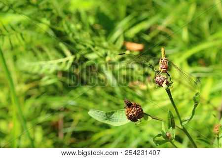 A Dragonfly On A Flower In A Field. She Considered Her Reflection In The Lens And Did Not Even Want 