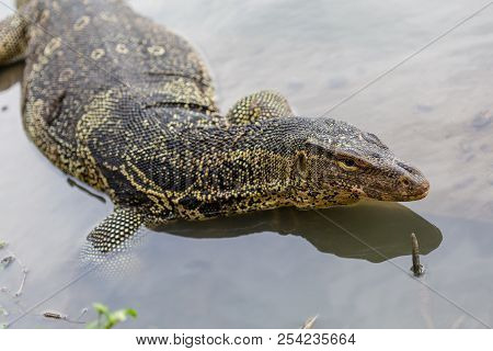 Varanus Salvator, Commonly Known As Water Monitor Or Common Water Monitor In The Water