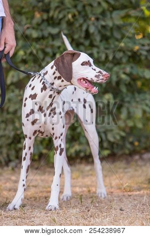Portrait Of Dalmatien Dog Living In Belgium