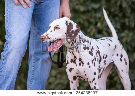 Portrait Of Dalmatien Dog Living In Belgium