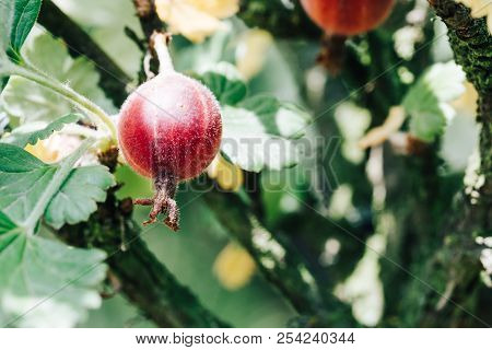 Ripe Gooseberry Growing On The Branch Of A Bush. Beautiful Color Grading