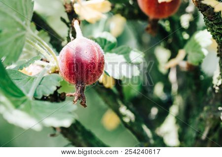 Ripe Gooseberry Growing On The Branch Of A Bush. Beautiful Color Grading