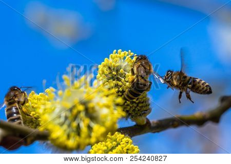 Small Yellow Bee Pollinating A White Spring Blossom. Caught In A Flight. Nice Macro Shot With A Blur
