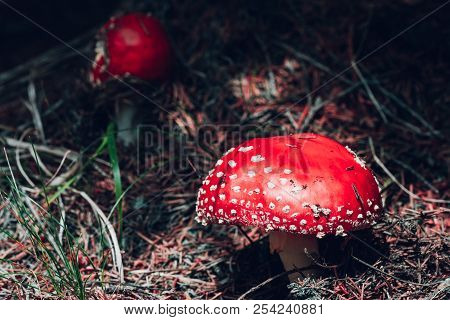 A Beautiful But Highly Poisonous Red Mushroom With White Points Commonly Known As Fly Agaric Or Fly