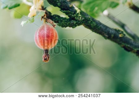 Ripe Gooseberry Growing On The Branch Of A Bush. Beautiful Color Grading
