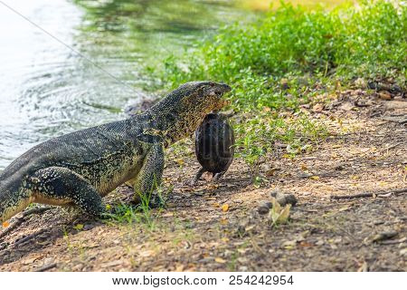 Water Monitor Lizard Eating Turtle In Park In Day In Bangkok