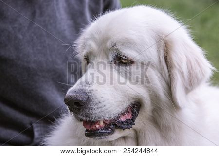 Portrait Of Pyrenean Mountain Dog Living In Belgium