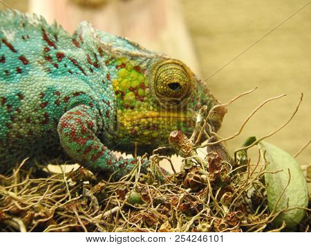 Chameleon In A Tree In The Zoo