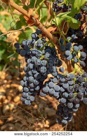 High Quality French Wine Production, Red Wine Ripe Grapes Plants Growing In  Chateauneuf De Papes, P