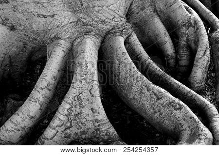 Nature Abstract In Black And White, Butress Roots Of Large Tree Form Wave Pattern