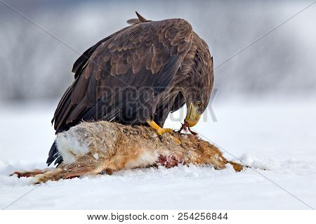 Adult White-tailed Eagle In Flight. Blue Sky Background. Scientific Name: Haliaeetus Albicilla, Also