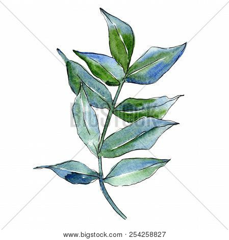 Green Ash Leaves. Leaf Plant Botanical Garden Floral Foliage. Isolated Illustration Element.