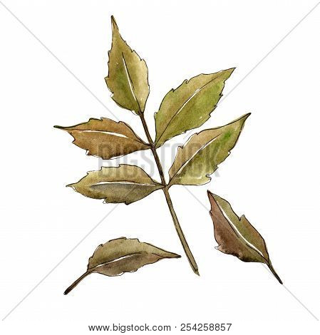 Green Ash Leaves. Leaf Plant Botanical Garden Floral Foliage. Isolated Illustration Element.