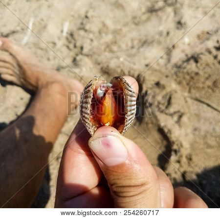 Very Big Delicious Cockle Clam Seafood Compared With Hand.