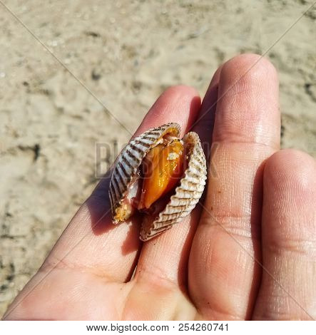 Very Big Delicious Cockle Clam Seafood Compared With Hand.