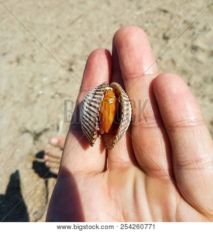 Very Big Delicious Cockle Clam Seafood Compared With Hand.
