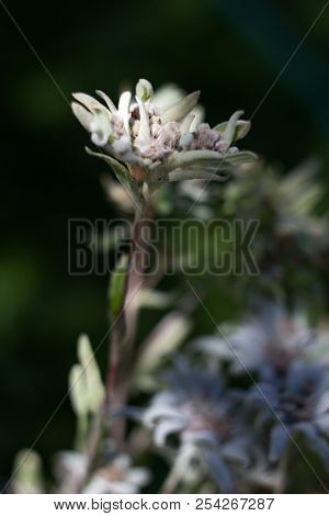 The Alpine Squid, Alpine, Is Also One Of The Most Famous Mountain Flowers. The German Name Edelweiß 