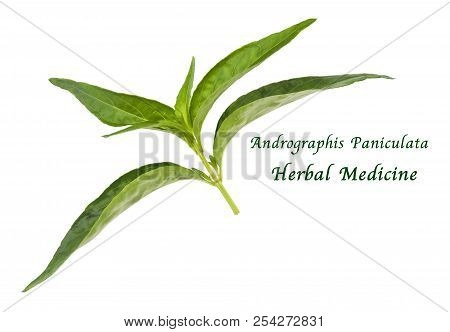 Vegetable And Herb, Kariyat Or Andrographis Paniculata Plants Isolated On White Background. Ayurveda