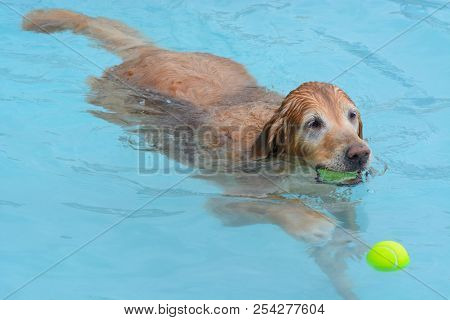 Older Golden Retriever Dog In Swimming Pool With Tennis Ball In Mouth Swimming To Retriever Second B