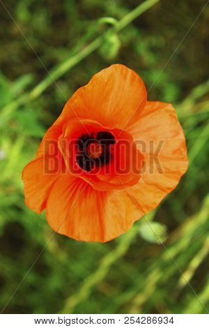 Red Poppy Flowers On The Field Of Wheat Summertime