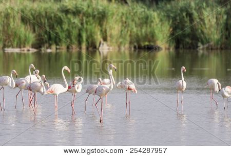 A Pat Of Pink Flamingos Wading In The Briny Waters Of The Camargue, A Wetland In France.