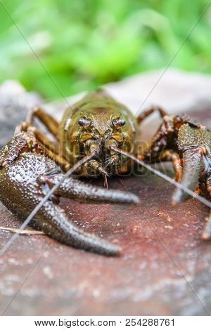 Live European Crayfish (astacus Astacus) On Stone, Wildlife Animal