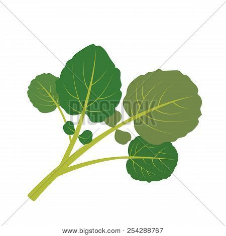 Nature Organic Vegetable Watercress, Healthy Vector Colorful Food Vegetable Spice Ingredient.