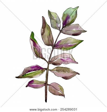 Green Ash Leaves. Leaf Plant Botanical Garden Floral Foliage. Isolated Illustration Element.
