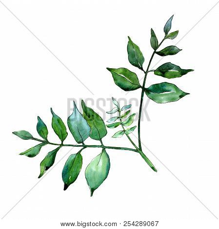 Green Ash Leaves. Leaf Plant Botanical Garden Floral Foliage. Isolated Illustration Element.