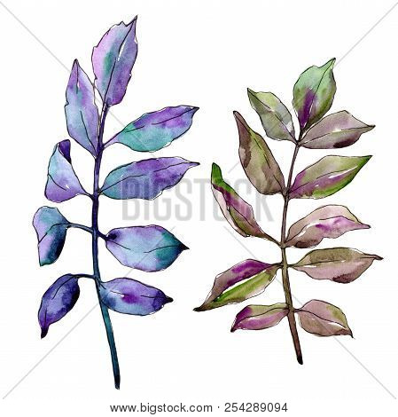 Green Ash Leaves. Leaf Plant Botanical Garden Floral Foliage. Isolated Illustration Element.