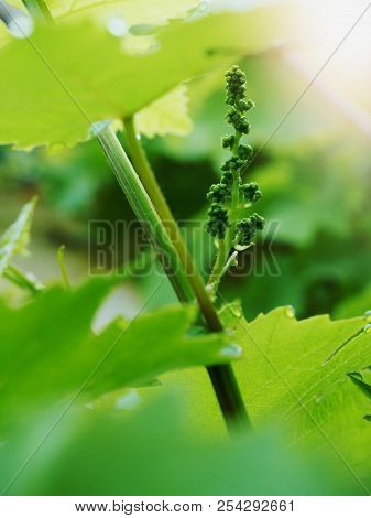 Group Of Young Wine Grapes Hidden Between  Fresh Green Leaves In Spring