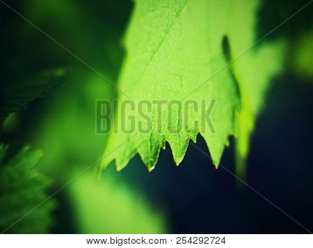Close Up Of Branch Of Unripe Grape. Very Young And Unripe Wine Grapes And Leaves