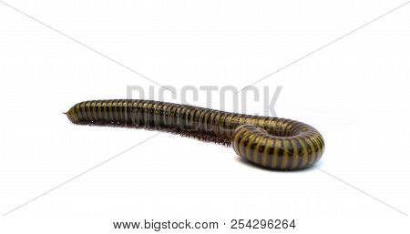 Millipede, Myriapoda, Spirostreptus Giganteus, In Front Of White Background.