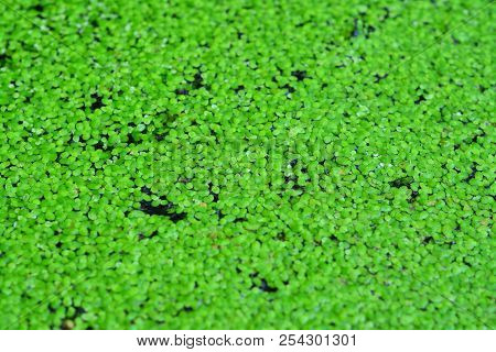 Green Algae Abstract Texture Background, Duckweed Lemna Minor