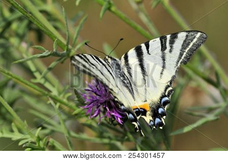 The Scarce Swallowtail It Is Also Called Sail Swallowtail Or Pear-tree Swallowtail.podalirius (latin