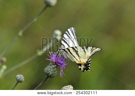 The Scarce Swallowtail It Is Also Called Sail Swallowtail Or Pear-tree Swallowtail.podalirius (latin