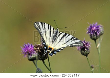 The Scarce Swallowtail It Is Also Called Sail Swallowtail Or Pear-tree Swallowtail.podalirius (latin